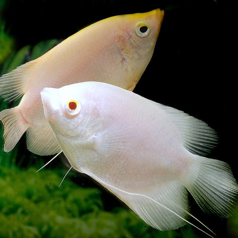 Gourami - Giant Gourami Gold or White