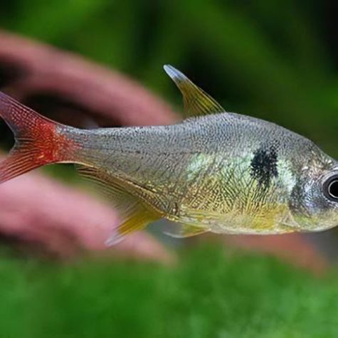 Tetra Fish - Phantom Yellow Tetra