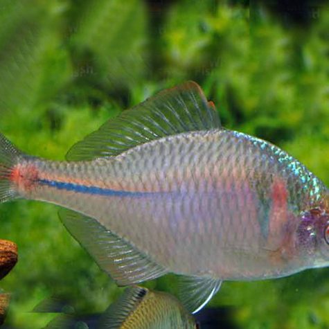 Algae Eating Btterling - Rosy Bitterling Fish