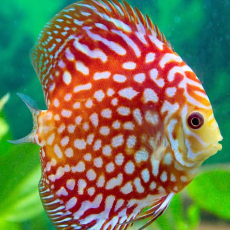 Discus - Pigeon Blood Polkadot Discus Fish
