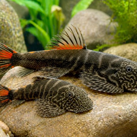 Botia/Loach - Hillstream Loach, Bloody Mary