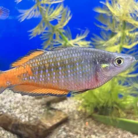 Parkinson's Rainbowfish
