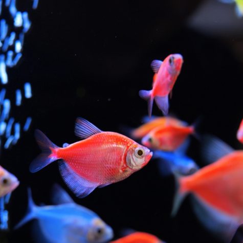 GloFish
