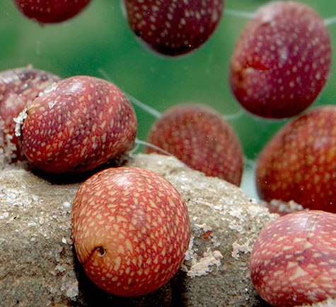 Snail - Algae Eating Nerite Snail - Pink Pumpkin Nerite Snail
