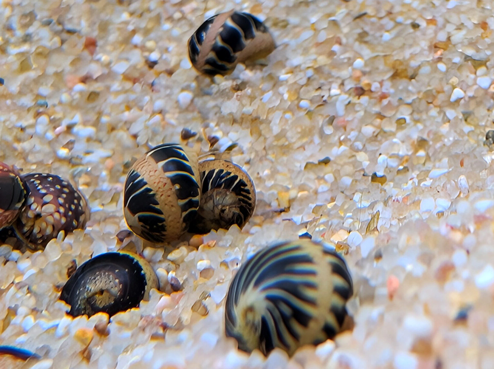 Snail - Algae Eating Nerite Snail - Pumpkin Striped Nerite Snail - Image 2