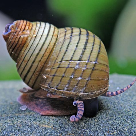 Snail - Japanese Trapdoor Striped Wizard Snail