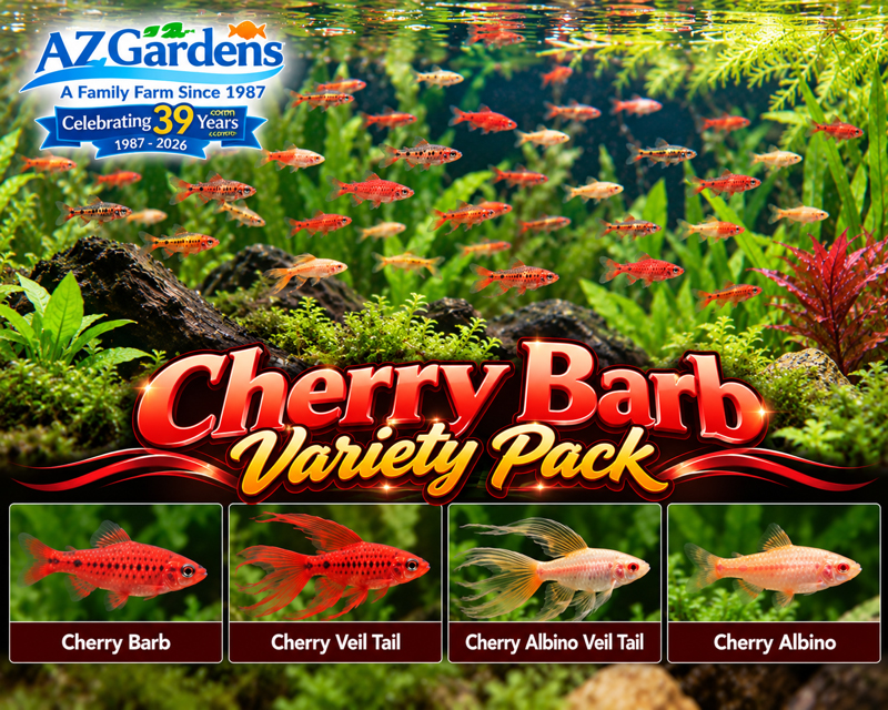 Barb Fish - Cherry Barb Variety Packs - Image 2