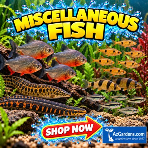 Miscellaneous Aquarium Fish