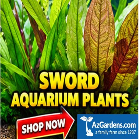 Sword Aquarium Plants