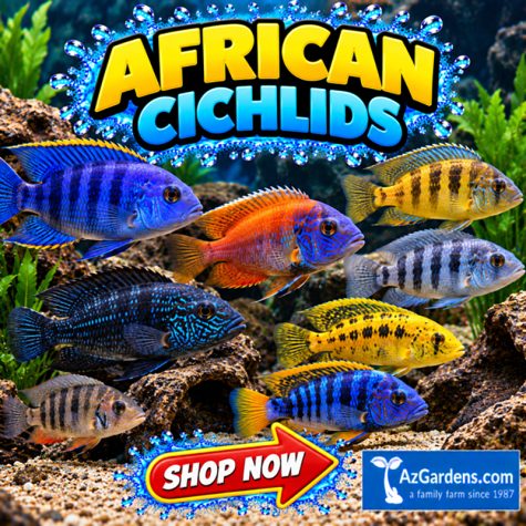 Cichlids - African Cichlids Aquarium Fish
