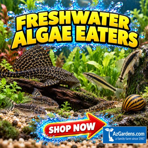 Freshwater Algae Eaters