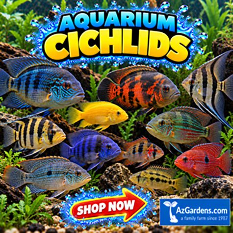 Freshwater Aquarium Cichlids