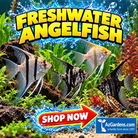 Freshwater Angelfish