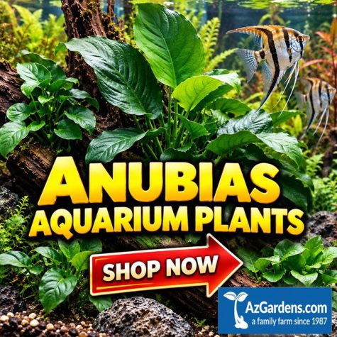 Anubias Aquarium Plants