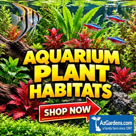 Aquarium Plant Habitats