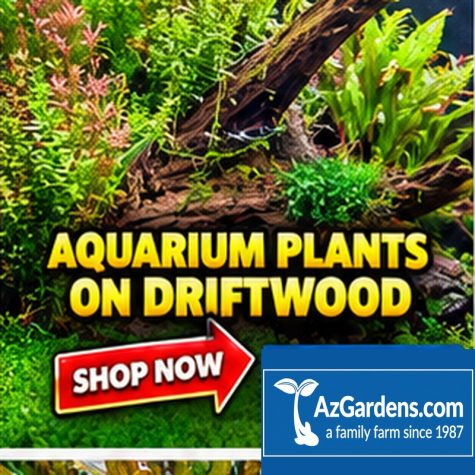 Aquarium Plants on Driftwood