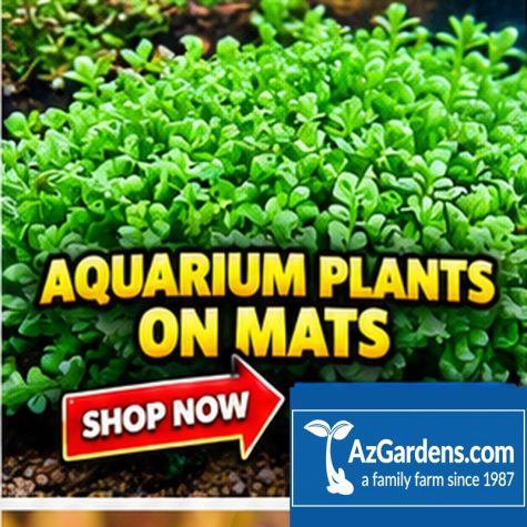 Aquarium Plants on Mats