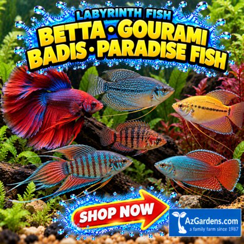 Labyrinth Fish - Betta, Gourami, Badis, Paradise Fish