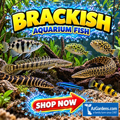 Brackish Aquarium Fish