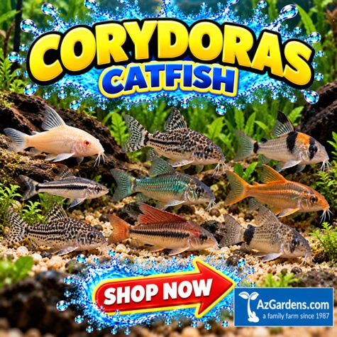 Cory Cat Aquarium Fish
