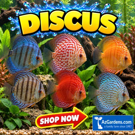Freshwater Discus