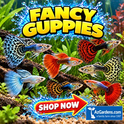 Fancy Guppies