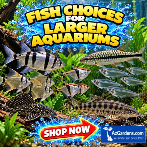 Fish choices for Larger Aquariums