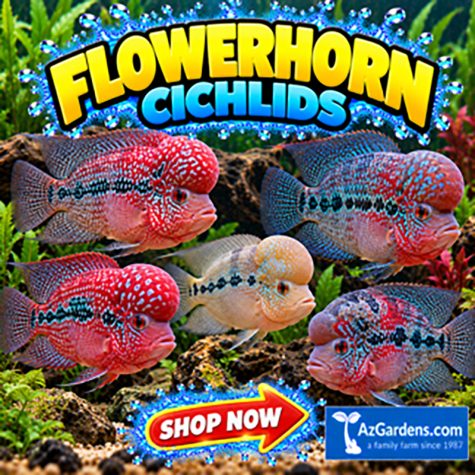 Cichlids - Flowerhorn Cichlids