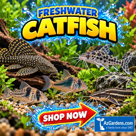 Freshwater Catfishes