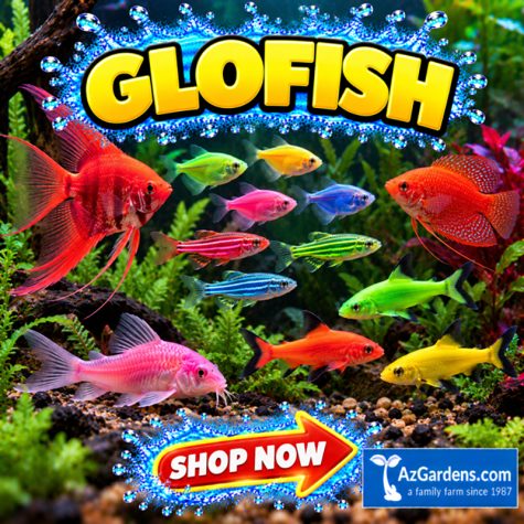 GloFish