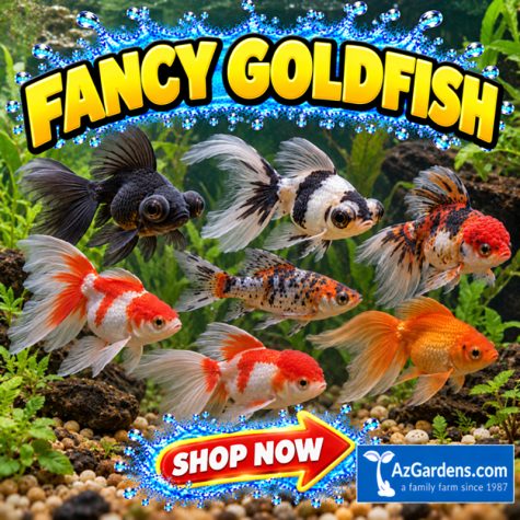 Fancy Goldfish