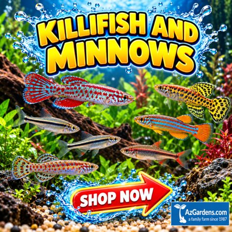 Killifish & Minnows