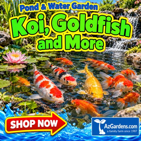Koi, Goldfish & More