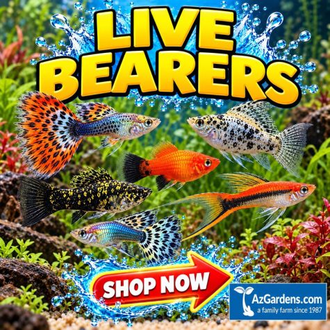 Livebearers Fish