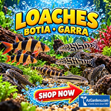 Loach, Botia & Garra Aquarium Fish