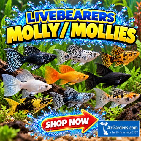 Livebearers - Mollies or Molly
