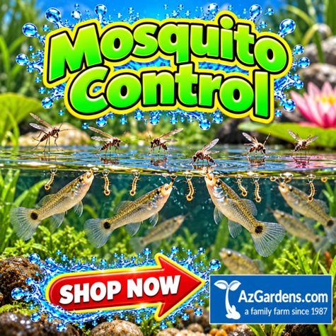 Mosquito Control
