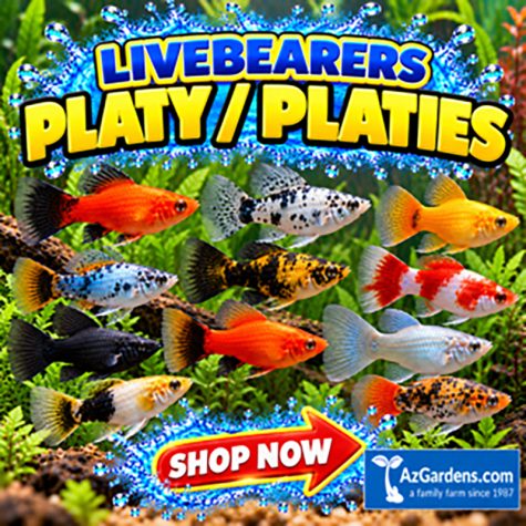 Livebearers - Platy or Platies
