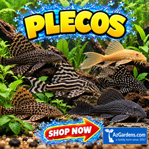 Plecos Plecostomus Algae Eaters