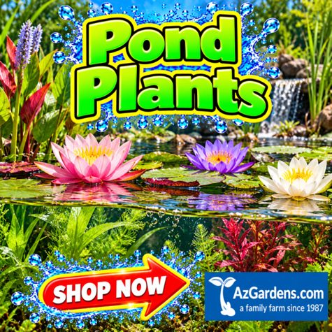 Pond Plants