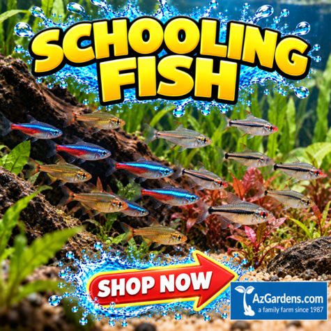 Freshwater Schooling Fish