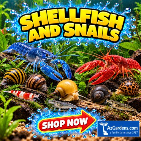 Shellfish & Snails