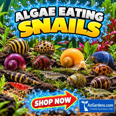 Freshwater Aquatic Snails