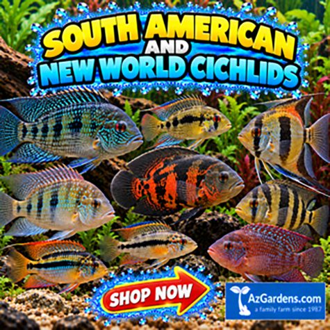 Cichlids - New World Cichlids Aquarium Fish