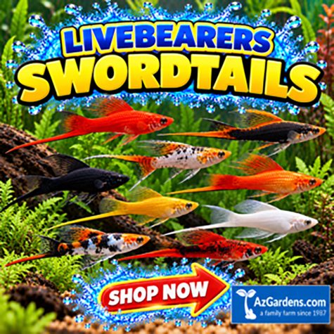 Livebearers - Swordtails