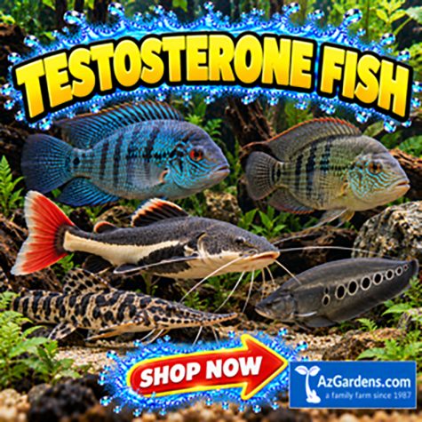 Testosterone Fish