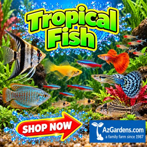 Freshwater Tropical Fish