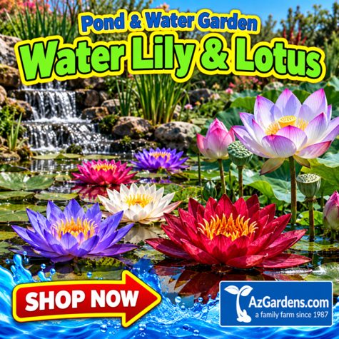 Pond Water Lilies & Lotus