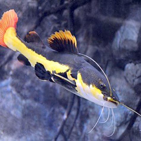 Freshwater Catfishes
