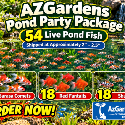 Goldfish for Ponds - AzGardens Pond Party Package - 54 Live Goldfish